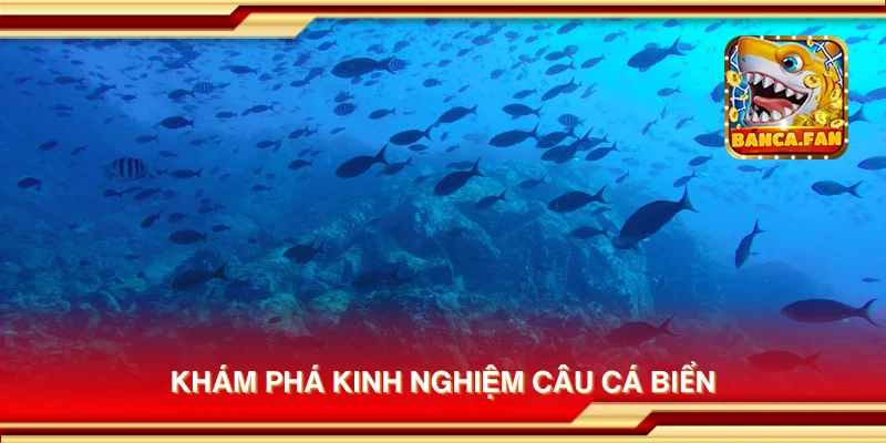 Khám phá kinh nghiệm câu cá biển
