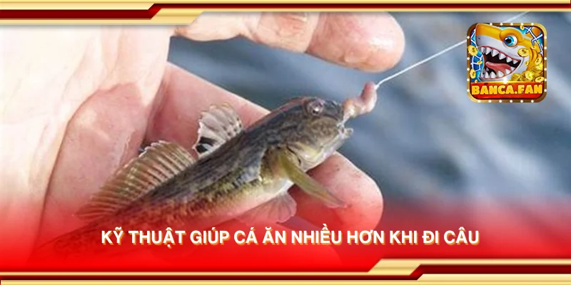 Kỹ thuật giúp cá ăn nhiều hơn khi đi câu