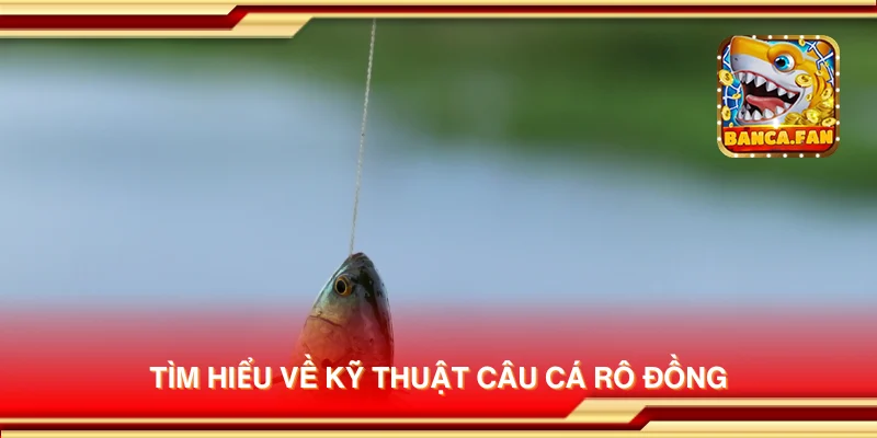Tìm hiểu về kỹ thuật câu cá rô đồng