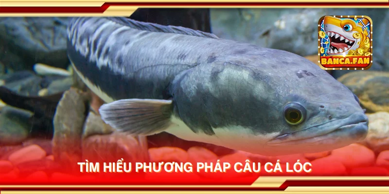 Tìm hiểu phương pháp câu cá lóc